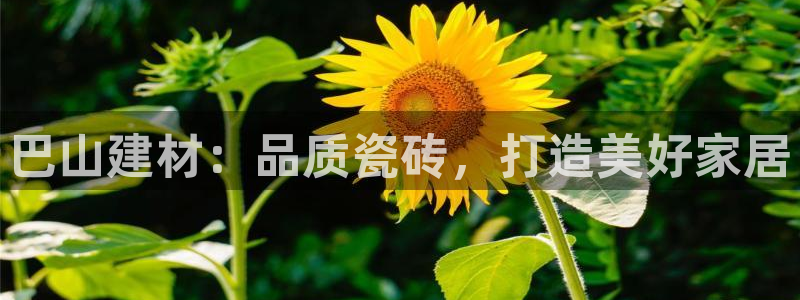 杏鑫平台直属哪个公司