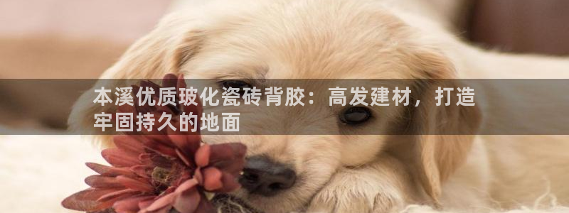 杏鑫官方平台怎么样啊可靠吗